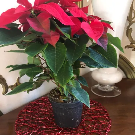 ホテル Marcello Giustinian 4*