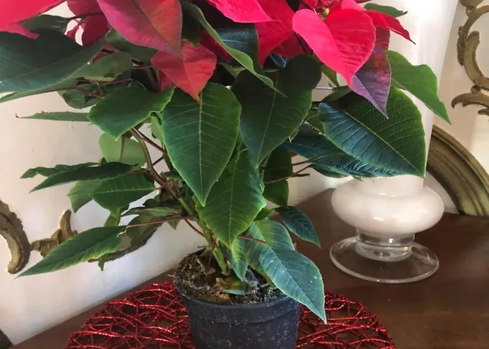 Hotell Marcello Giustinian 4*